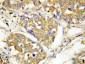 Anti-TLR4 Antibody